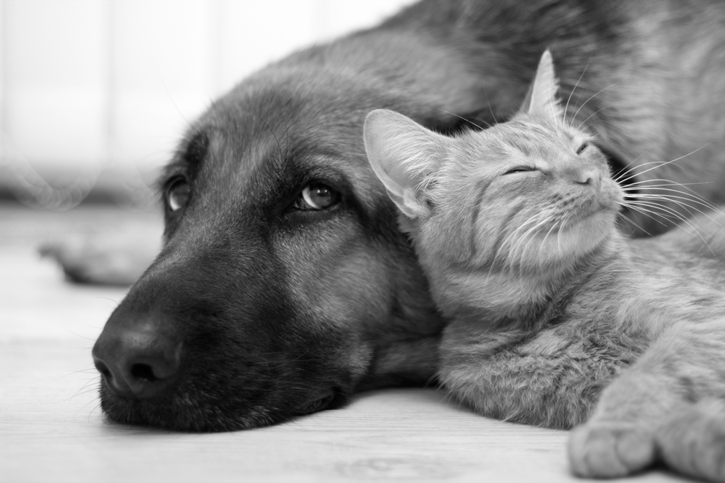 Image of a dog and cat resting together.